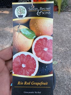 Rio Red Grapefruit tree