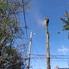 Allison Tree Services