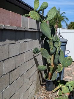 Cactus (nopal)