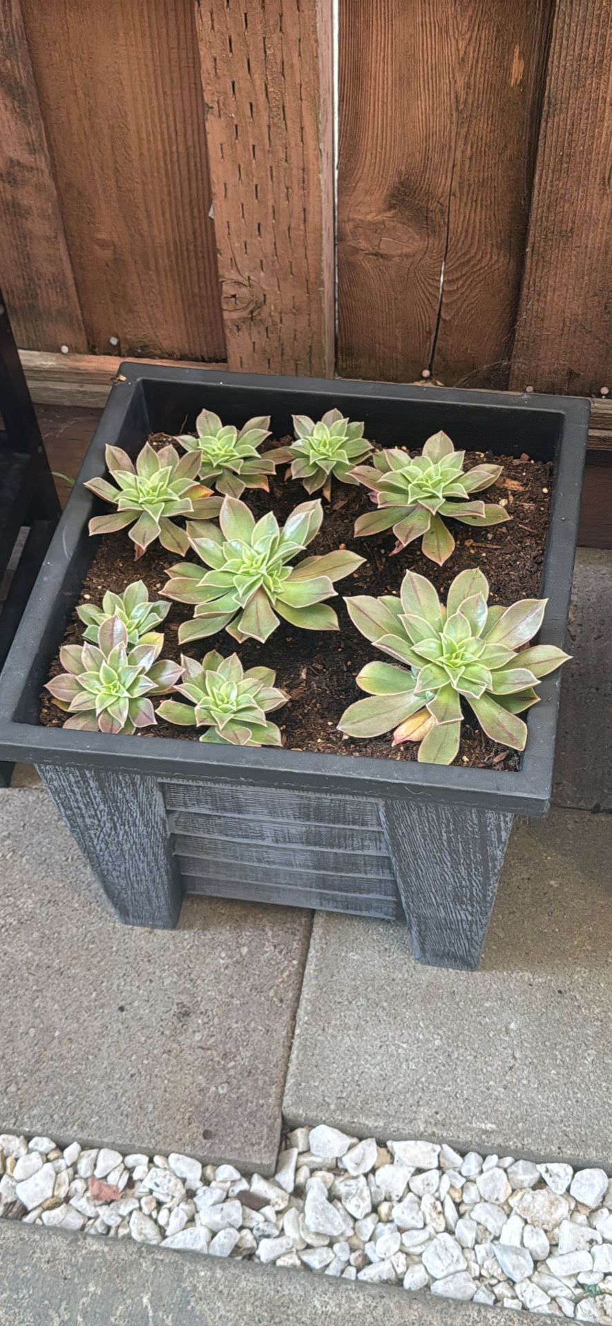 Succulents