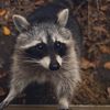 Trashpanda