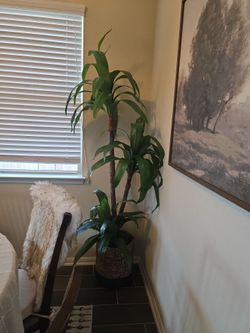 Fake plant