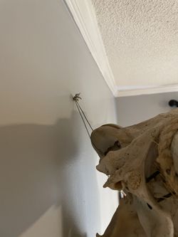 Vintage Cow Skull And Horns Thumbnail