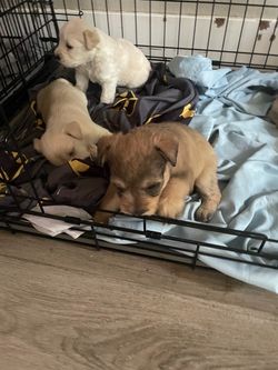 Crate