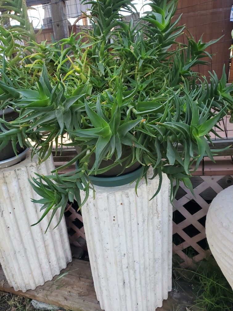 Aloe Succulent Plant With Pillar 