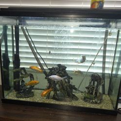 40 Gallon Fish Tank With Canister Filter 