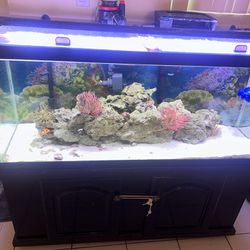 $300 Or Better Offers 75 Gallon Saltwater Fish Tank 