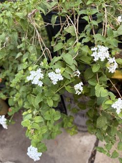 Lantana Blanca