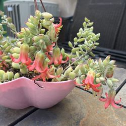 Hanging Plant Succulent