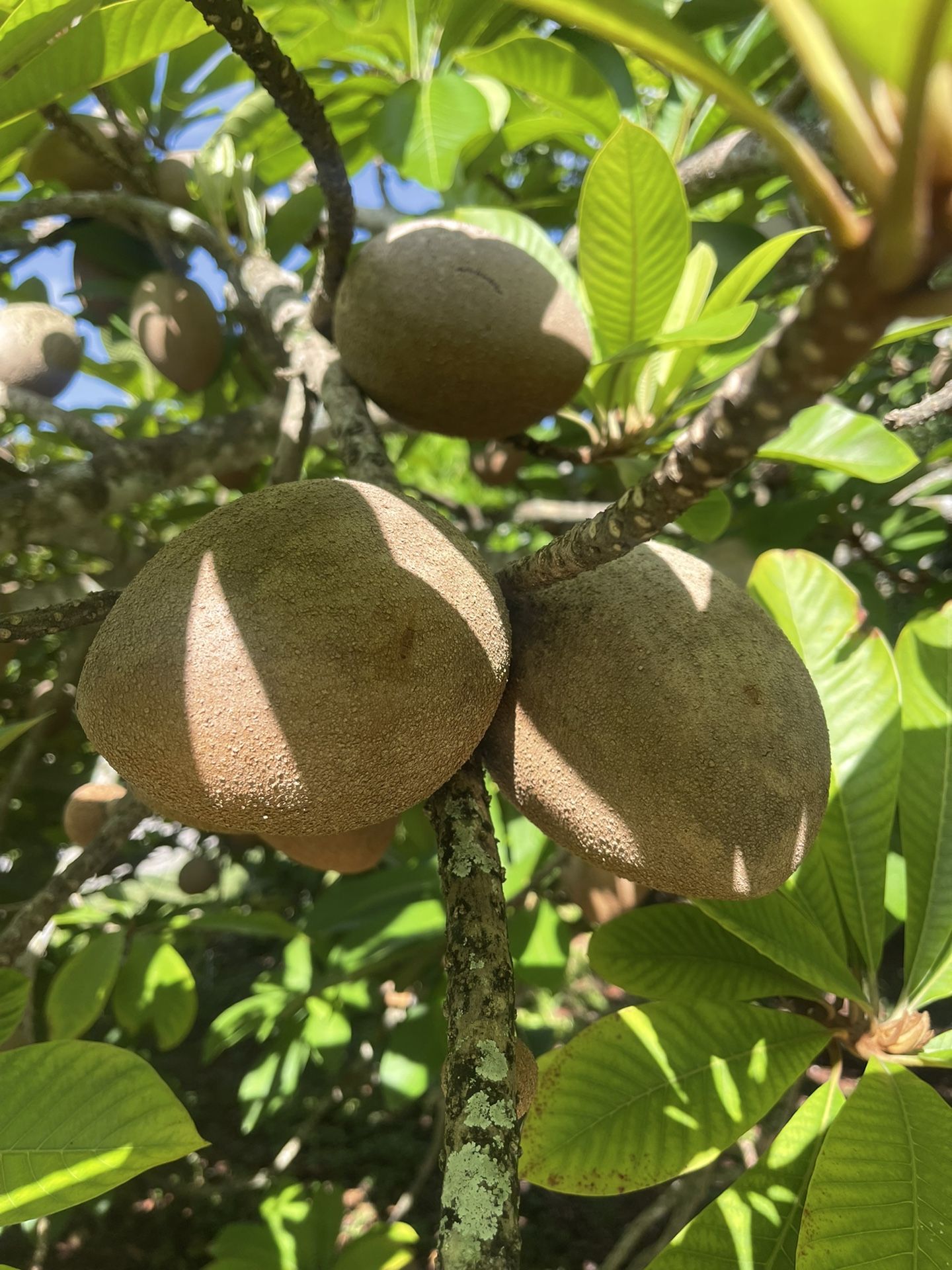 Fruta Mamey