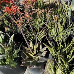 Succulent Plants 