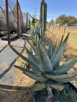 Succulents & Cactus (Read Description)