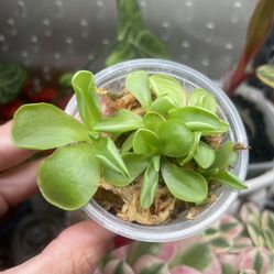 carnivorous plant ping butterwort   