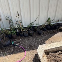 Berry plants