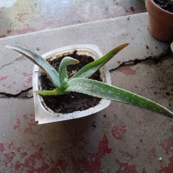 Plants Alo Vera