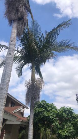 Baby king palms