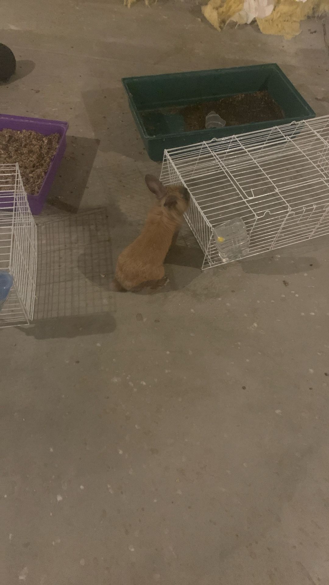 Bunnys