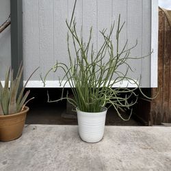 Succulents Plants Cactus Lady Slipper 