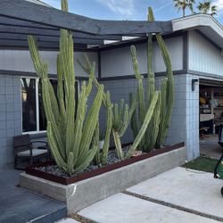Large Cactus Cuttings  