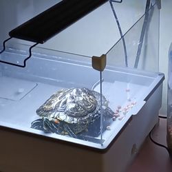 Red Ear Slider Turtle 