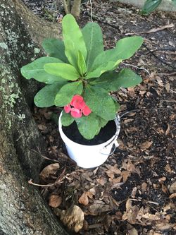 Plants corona de cristo/crown of christ