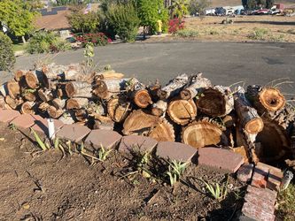 Large Lot of Cut Firewood Logs