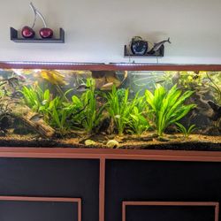 120 Gallon Fish Tank Used For Fresh Water 