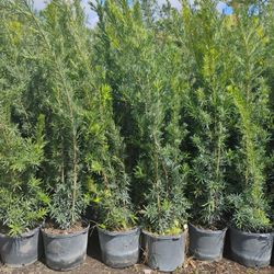 Maki Podocarpus Overgrown 6-7'ft $26