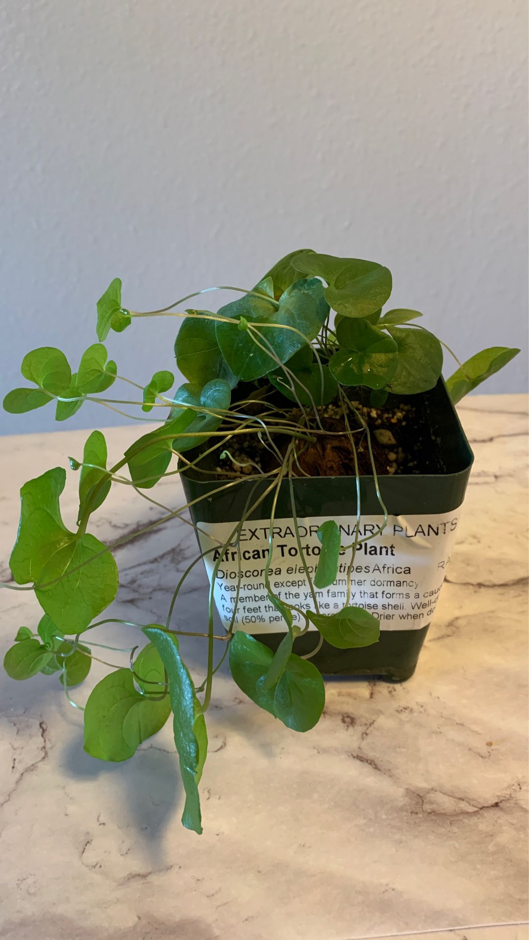 Dioscorea elephantipes- African Tortoise Plant