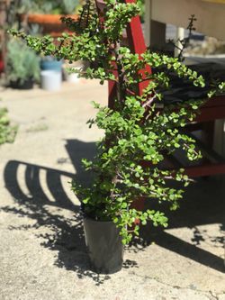 $7 Elephant ear jade plant
