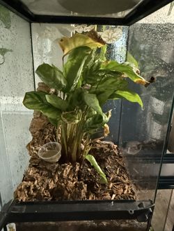 Reptile Enclosure