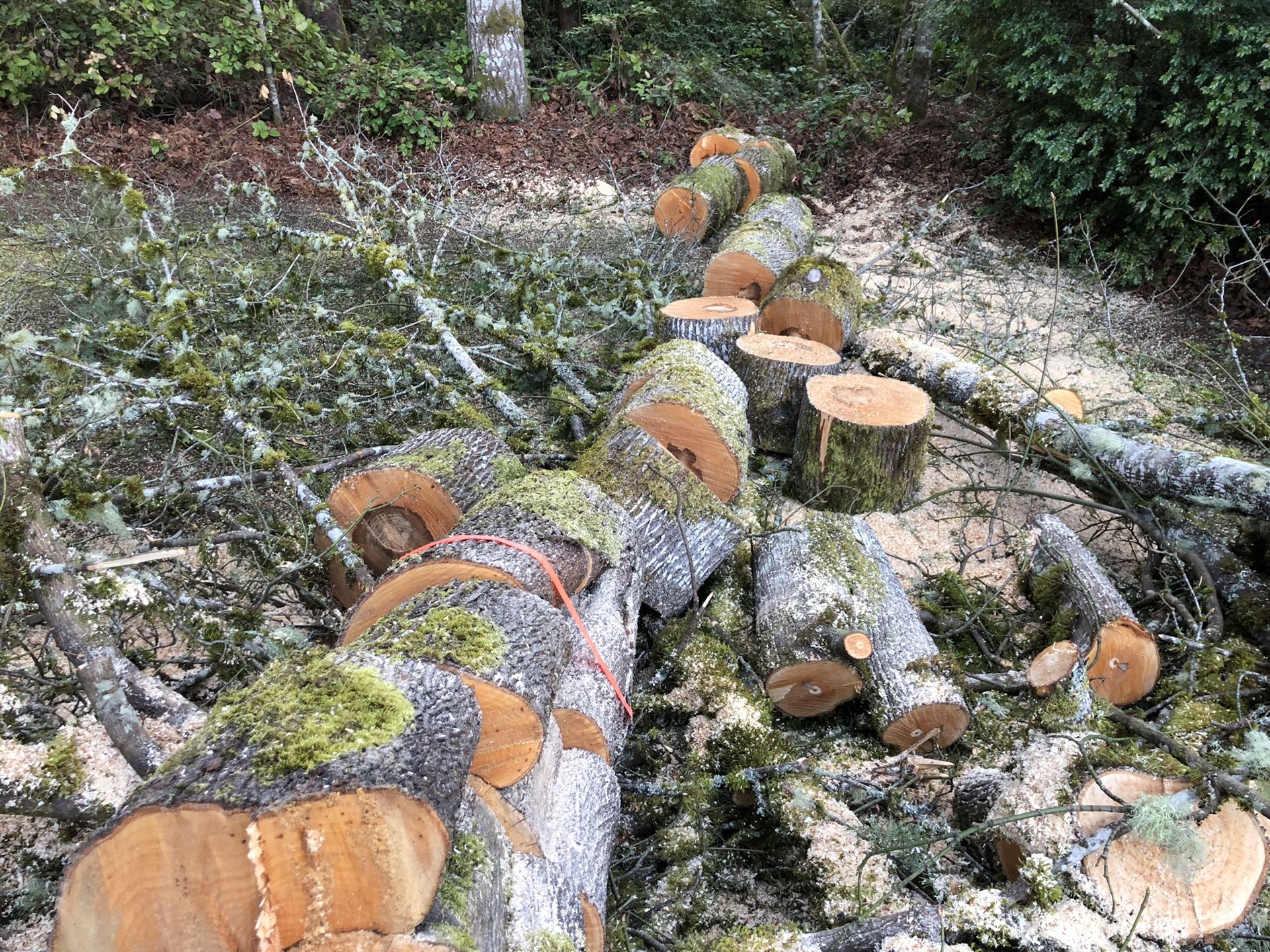 Free firewood 20 cords for Sale in Port Orchard, WA OfferUp