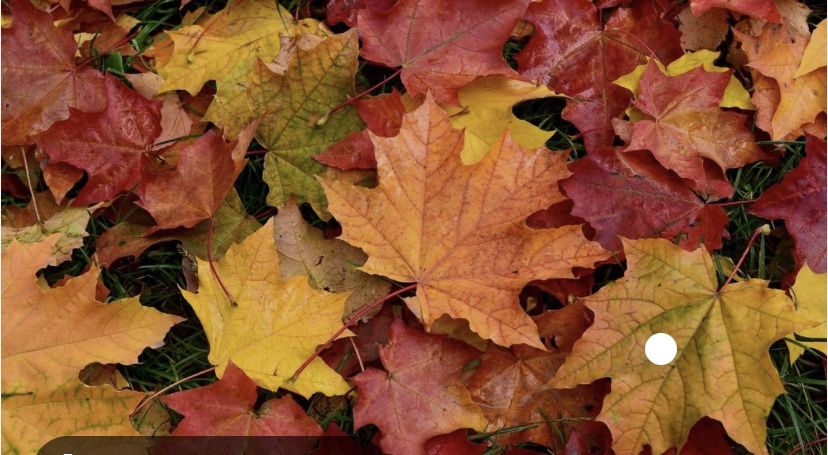 Free Leaves 
