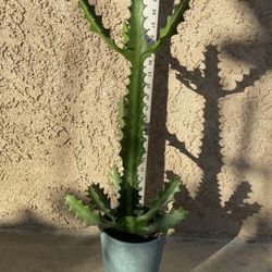 Coral Catus Candelabra Spurge (Euphorbia Lactea Forma Cristata )