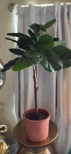 Fiddle Leaf Fig Tree in Terra Cotta Pot