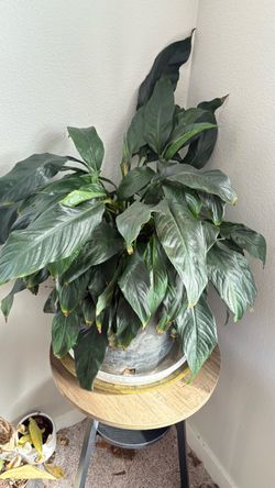 Large size peace lilly