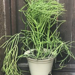 $9 Fire Stick Plant