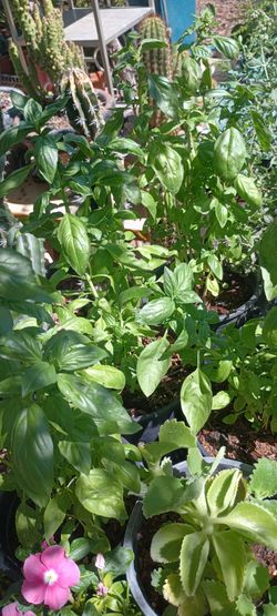 Spices and herbs.