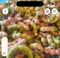 Guamuchiles  8$ libra