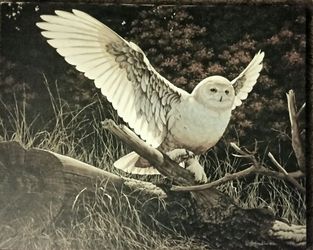 Canvas Transfer - Limited Edition - Snowy Owl - Wildlife