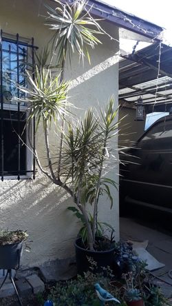 Over 6 Ft. Tall Plant