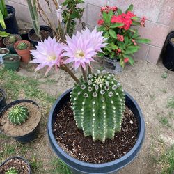 Cacti Plant
