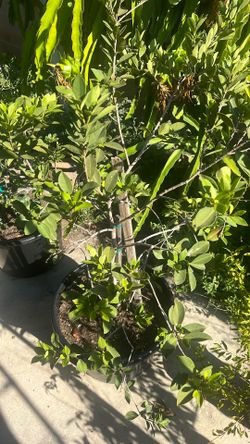 fruiting lemon guava tree