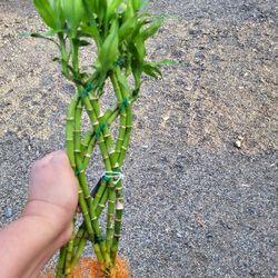 Lucky Bamboo Plant $5 Each