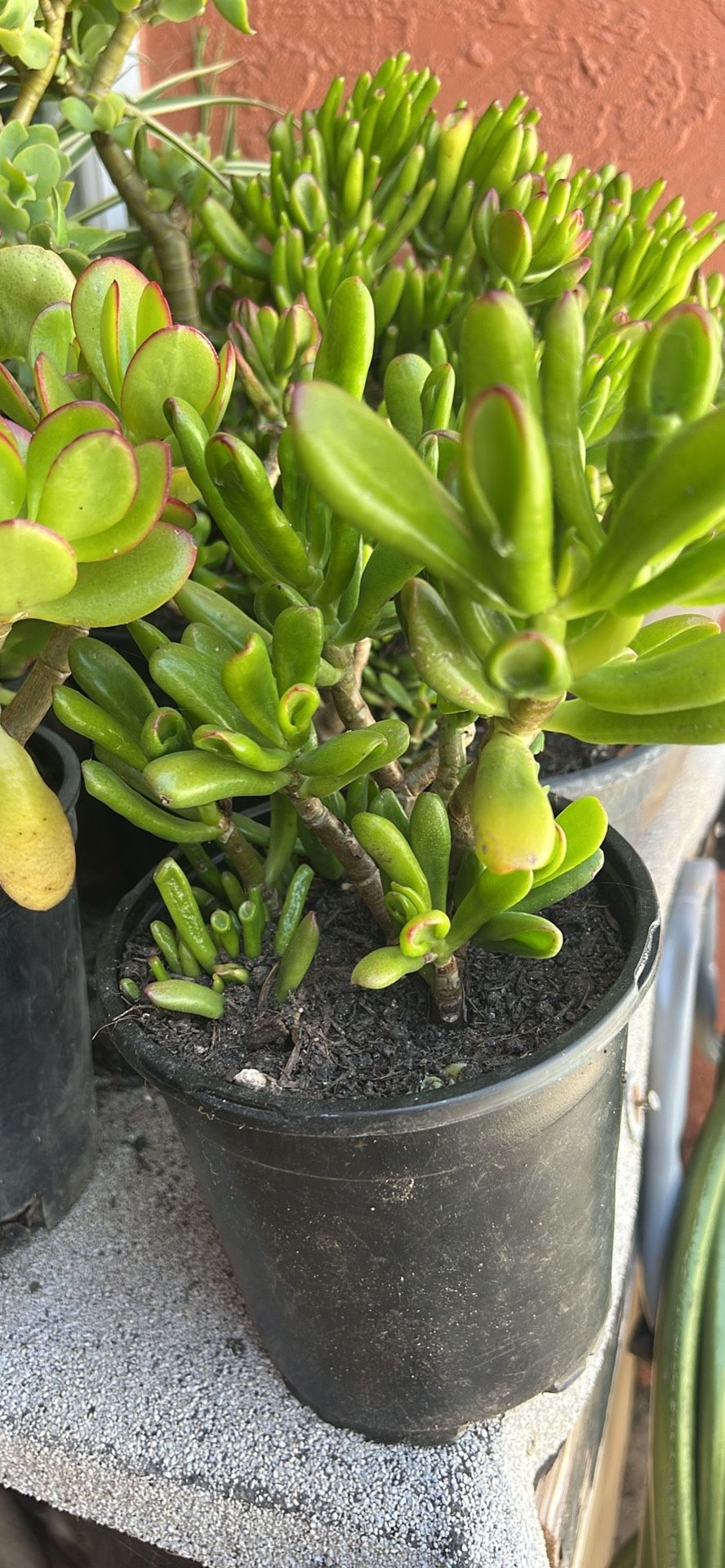 Planta De Clasula( Jade)