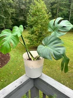 Monstera plants