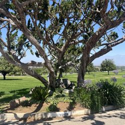 Cemetery Plot For Sale