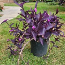 Purple Heart Plant 
