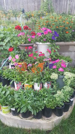 Perennial so beautiful flowers in the pots 20$ Each