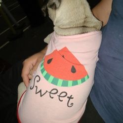 Size Medium Dog Shirt 